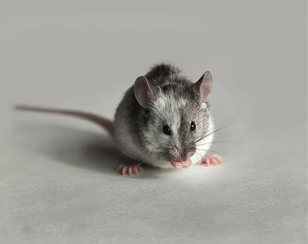 Cute gray and white mouse — Stock Photo, Image