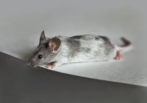 Cute gray and white mouse — Stock Photo, Image