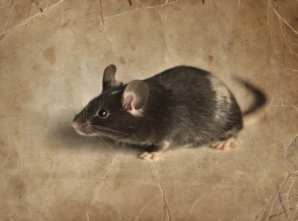 Cute gray and white mouse. — Stock Photo, Image