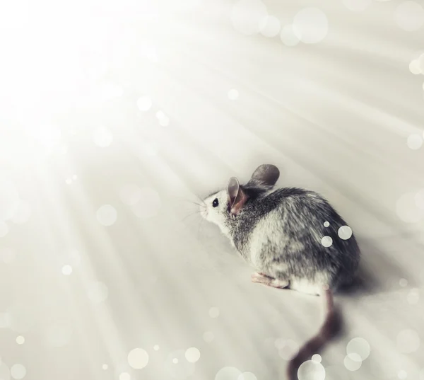 Bonito cinza e branco mouse fundo com sol — Fotografia de Stock