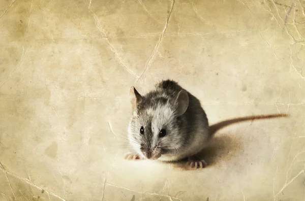 Lindo ratón gris y blanco. Fondo retro —  Fotos de Stock
