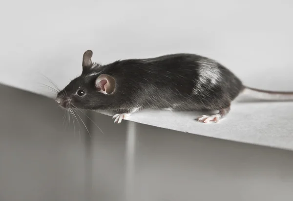 Niedliche schwarze und weiße Maus — Stockfoto