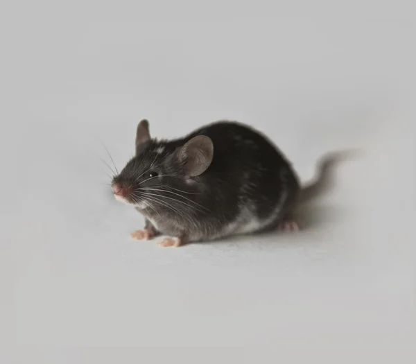 Cute black and white mouse — Stock Photo, Image