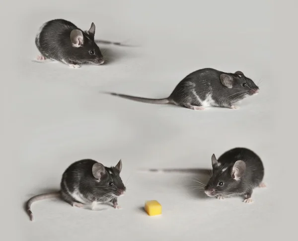 Симпатичная черно-белая мышь — стоковое фото