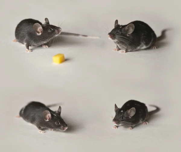 Schattig zwart-wit muis — Stockfoto