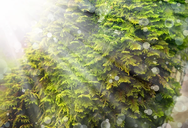 Muschio verde sul tronco d'albero — Foto Stock