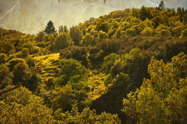 Zomer landschap — Stockfoto