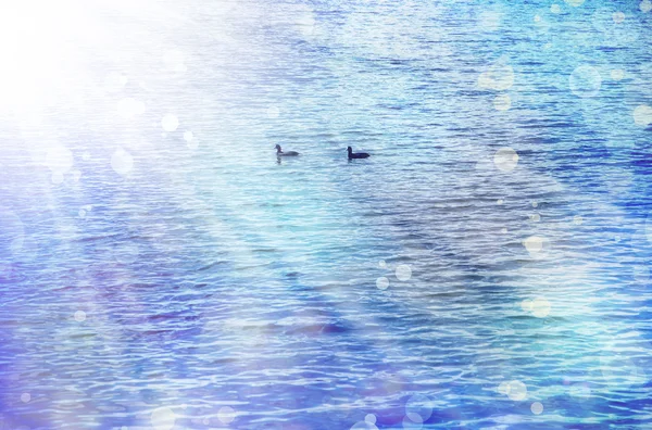 Zwei Vögel auf dem Wasser — Stockfoto