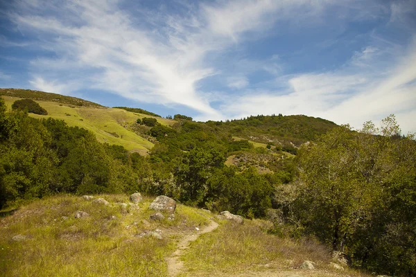 Sommerlandschaft — Stockfoto