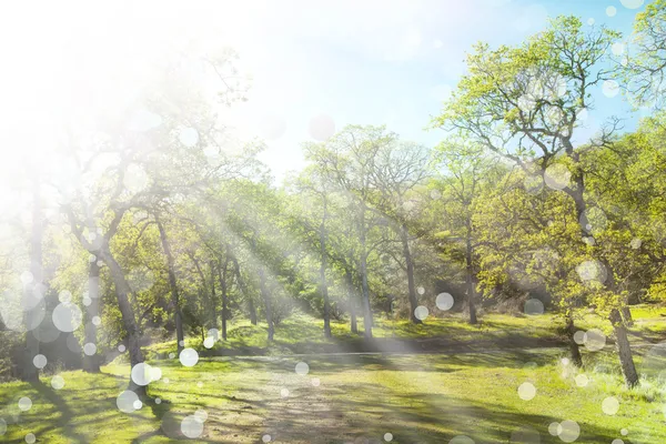 Primavera sfondo natura — Foto Stock