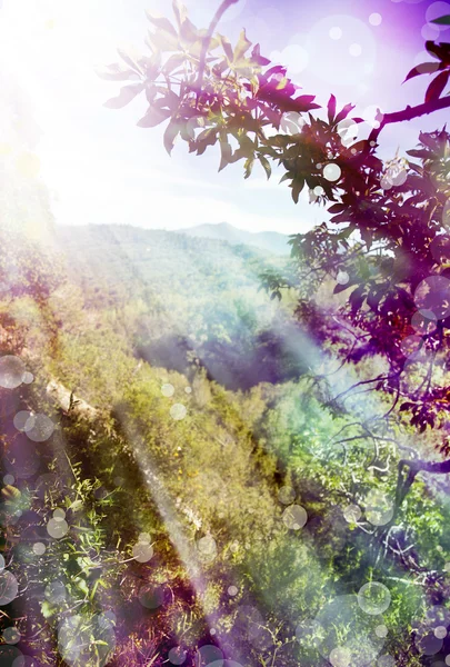 Forêt ensoleillée tôt le matin. — Photo