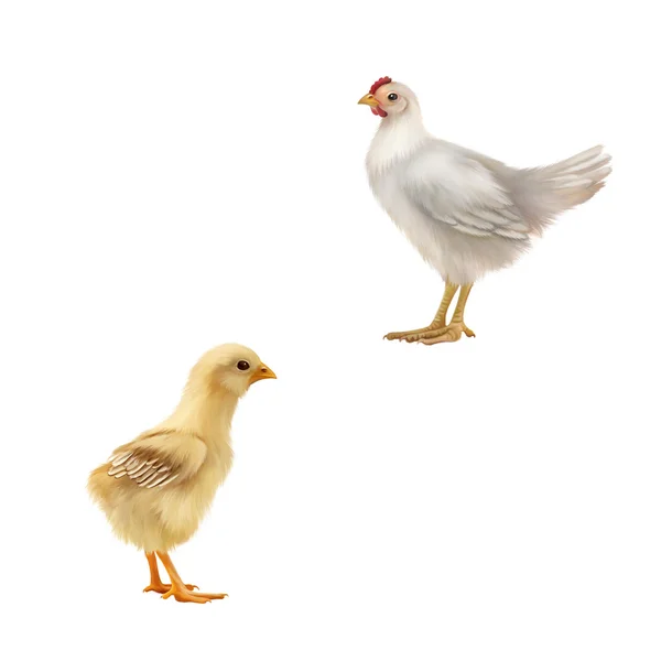 Giovane gallina e una pollastrella — Foto Stock