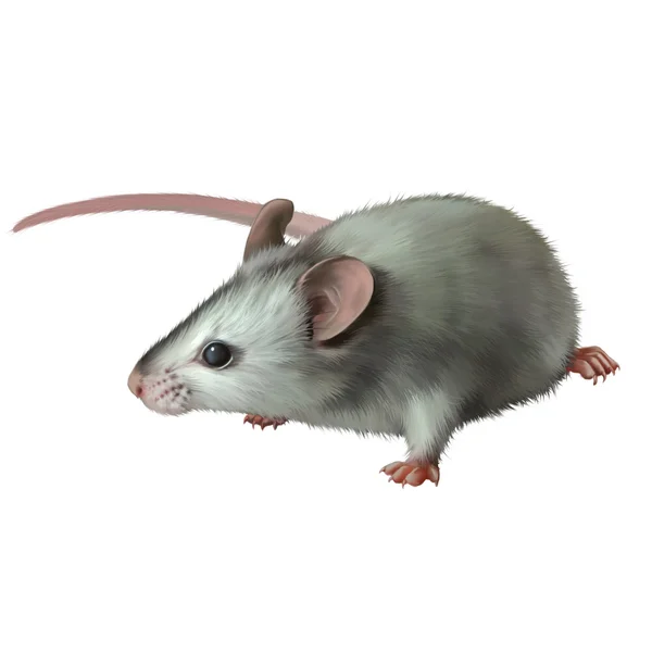 Cute gray mouse — Stock Photo, Image