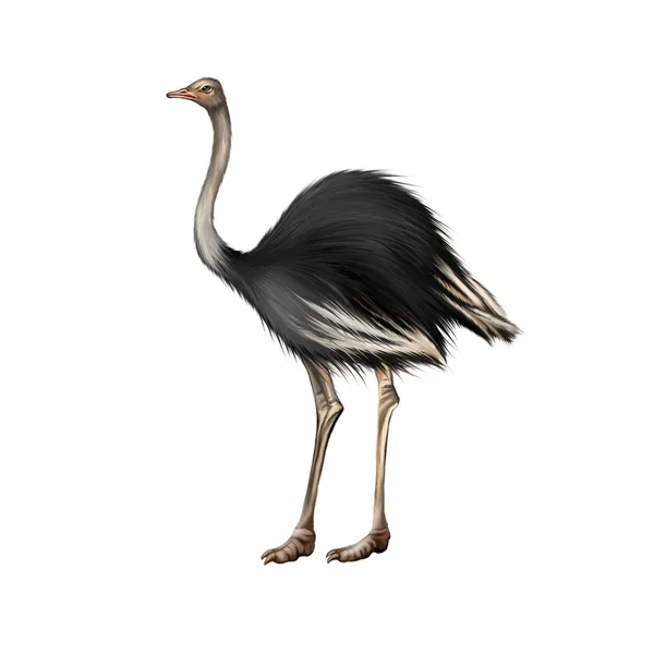 Ostrich — Stock Photo, Image