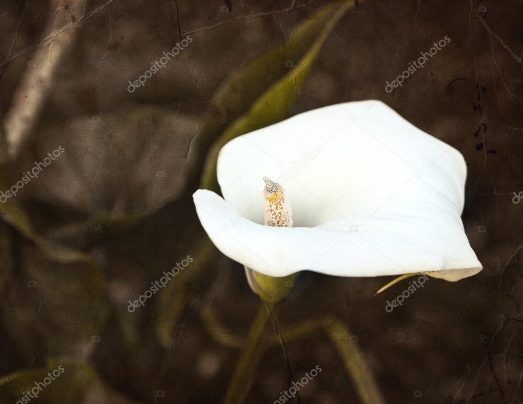 White calla lily