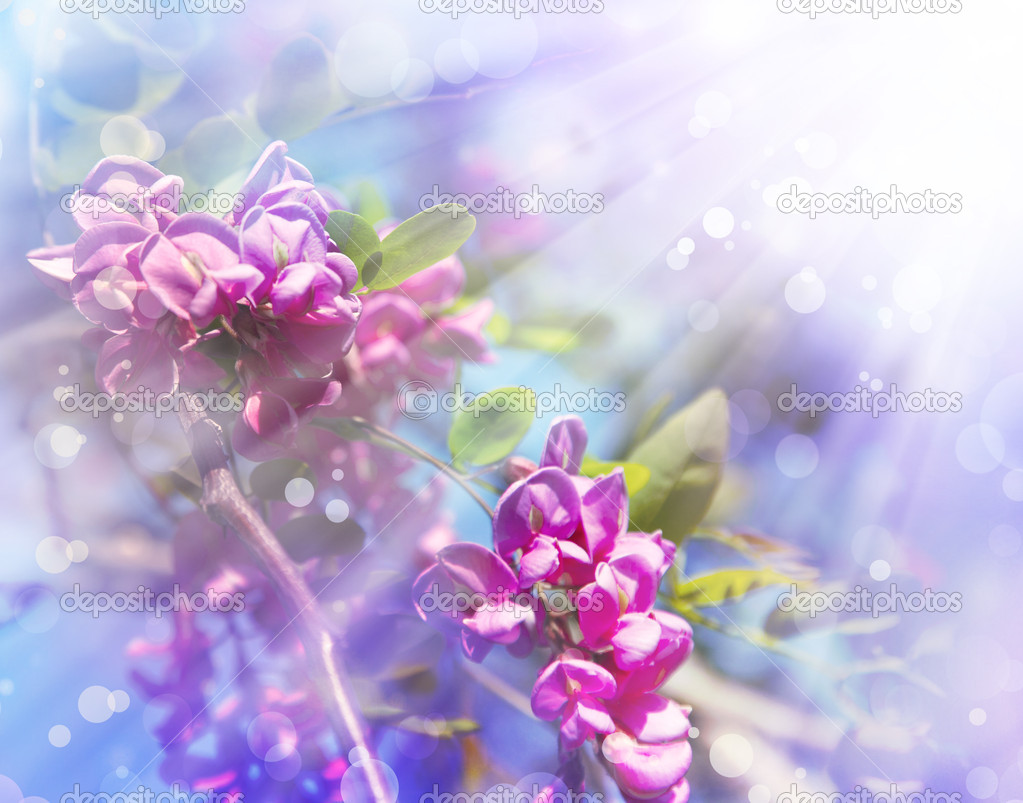 Flores de acacia azul violeta fotos de stock, imágenes de Flores de acacia  azul violeta sin royalties | Depositphotos