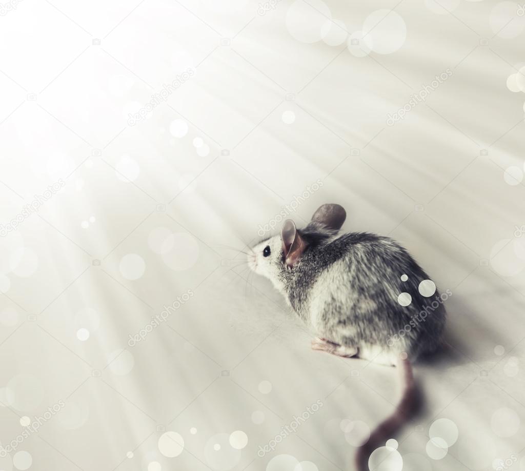 Niedliche Graue Und Weisse Maus Hintergrund Mit Sonnenschein Stockfotografie Lizenzfreie Fotos C Artnature 46052255 Depositphotos