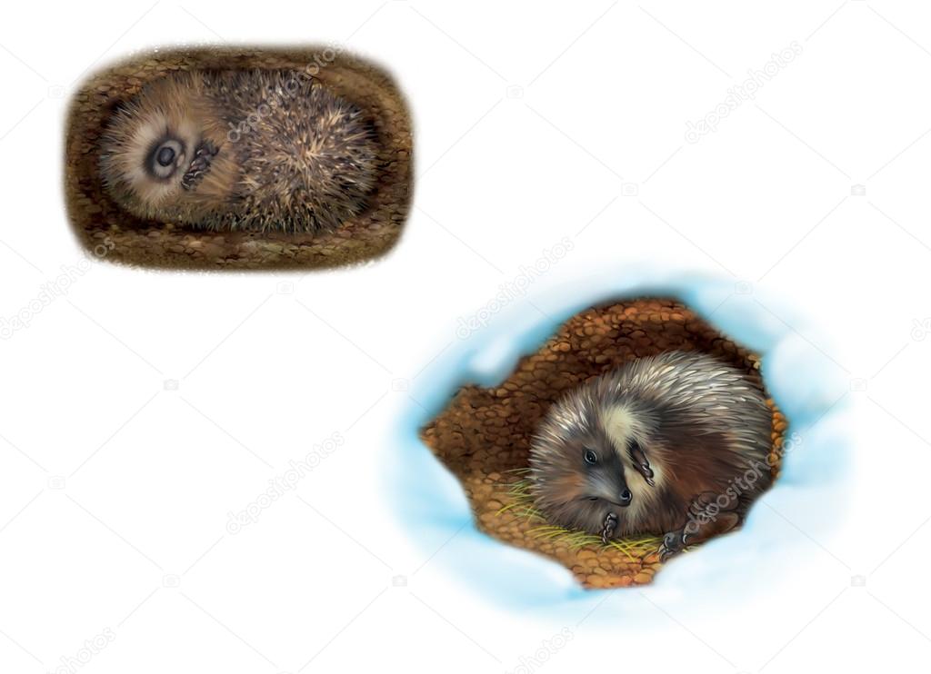 Hedgehogs sleeping