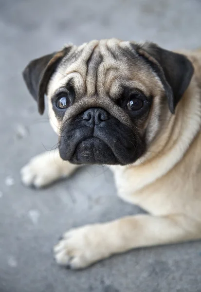 Beautiful Pug puppy looking at the camera. — Stock Photo, Image