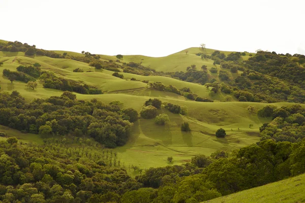 Zomer landschap — Stockfoto