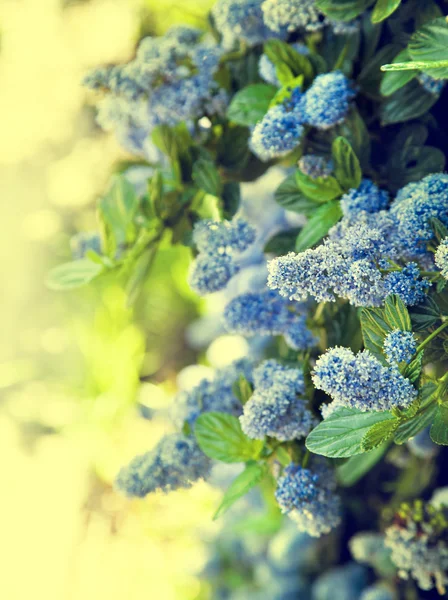 Kleine blaue Blumen — Stockfoto