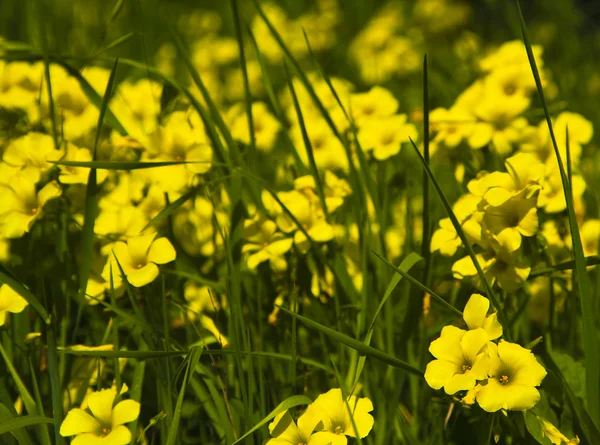 Yellow flowers — Stock Photo, Image