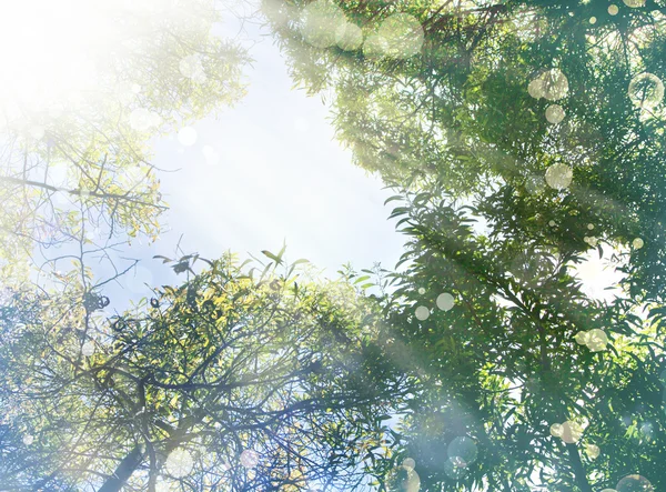 Sol brillando a través de ramas de árboles — Foto de Stock
