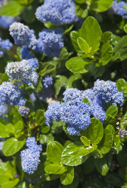 Φόντο με τα μικρά μπλε λουλούδια — Φωτογραφία Αρχείου