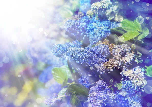 Fundo com pequenas flores azuis — Fotografia de Stock