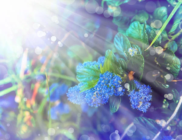 작은 파란 꽃 배경 — 스톡 사진
