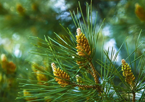 Groene dennenboom — Stockfoto