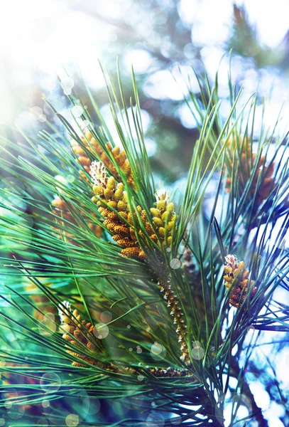 Green fir tree — Stock Photo, Image