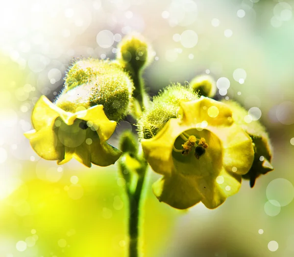 Yellow flowers background — Stock Photo, Image