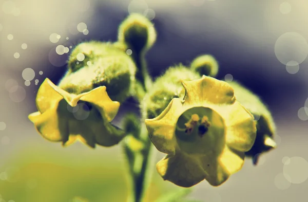 Yellow flowers background — Stock Photo, Image