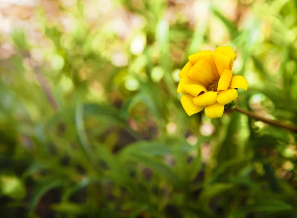 Little yellow flowers — Stock Photo, Image
