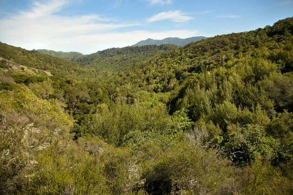 Våren natur bakgrund — Stockfoto