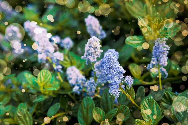 Bellissimi fiori blu — Foto Stock