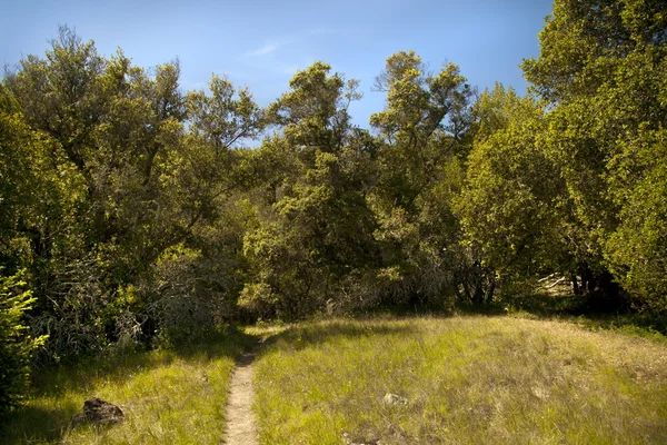 Våren natur bakgrund — Stockfoto