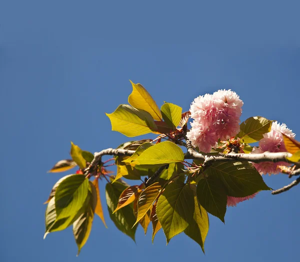 Lindas flores de cerejeira — Fotografia de Stock