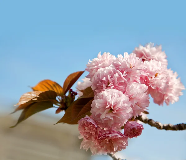 सुंदर चेरी झाड फुले — स्टॉक फोटो, इमेज