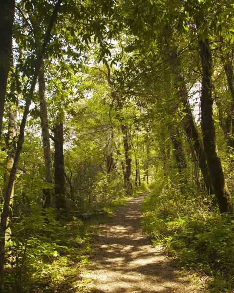 Våren natur bakgrund — Stockfoto