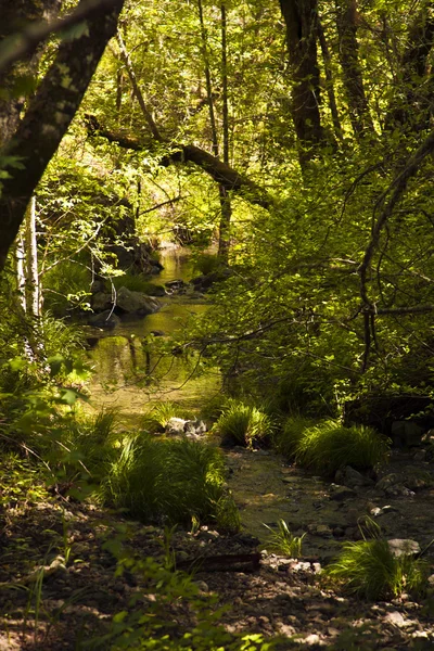 Primavera natureza fundo — Fotografia de Stock