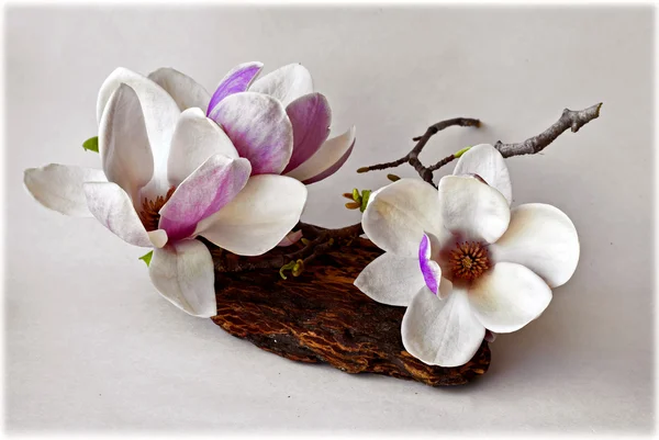 Achtergrond met magnolia bloemen — Stockfoto