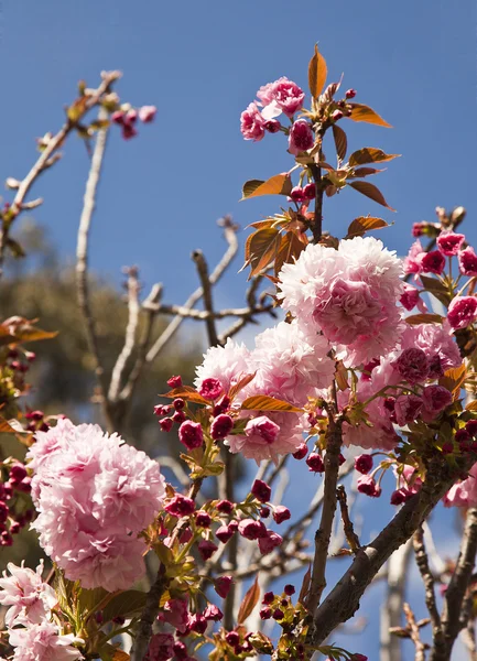 Piękne drzewo wiśniowe kwiaty — Zdjęcie stockowe