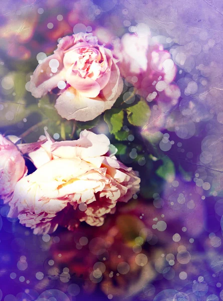 Roze roos met dauwdruppels. — Stockfoto