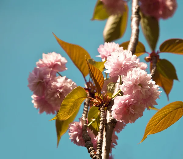 Beautiful cherry tree flowers — Stock Photo, Image