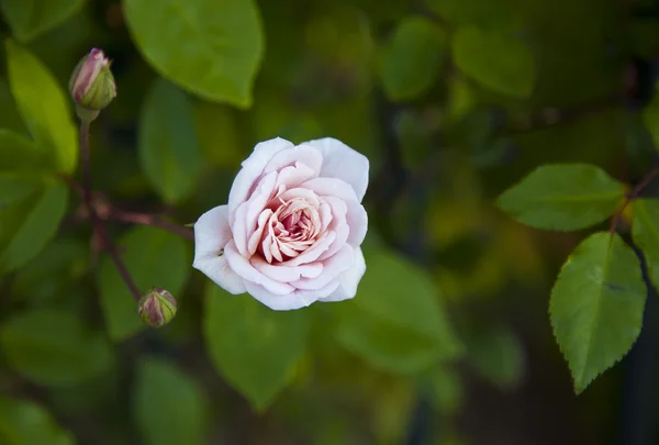 Růžová růže — Stock fotografie