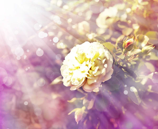 Rosa rosa com gotas de orvalho. — Fotografia de Stock