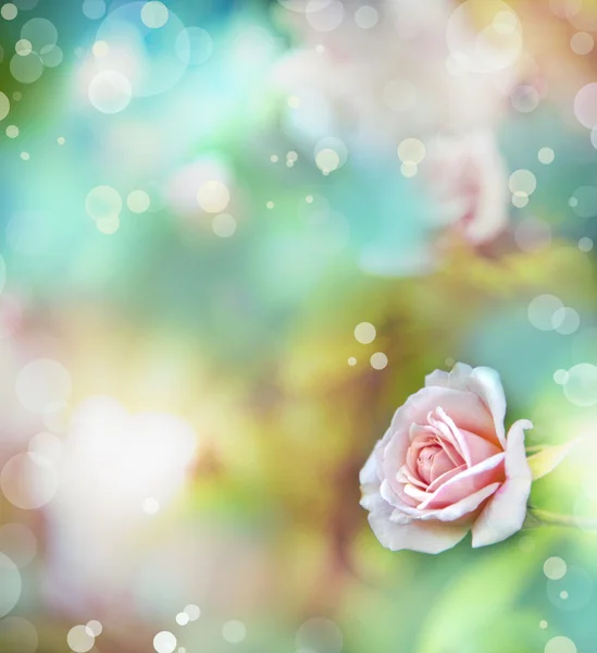 Rosa rosa con gotas de rocío. —  Fotos de Stock