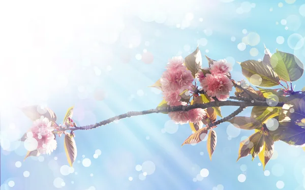 Beautiful cherry tree flowers — Stock Photo, Image